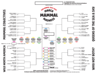 2022 Mmm All Vısıble Brackets