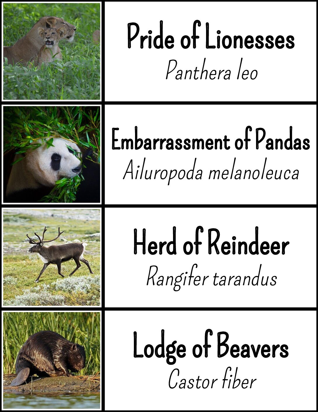 2022 Mmm Labels