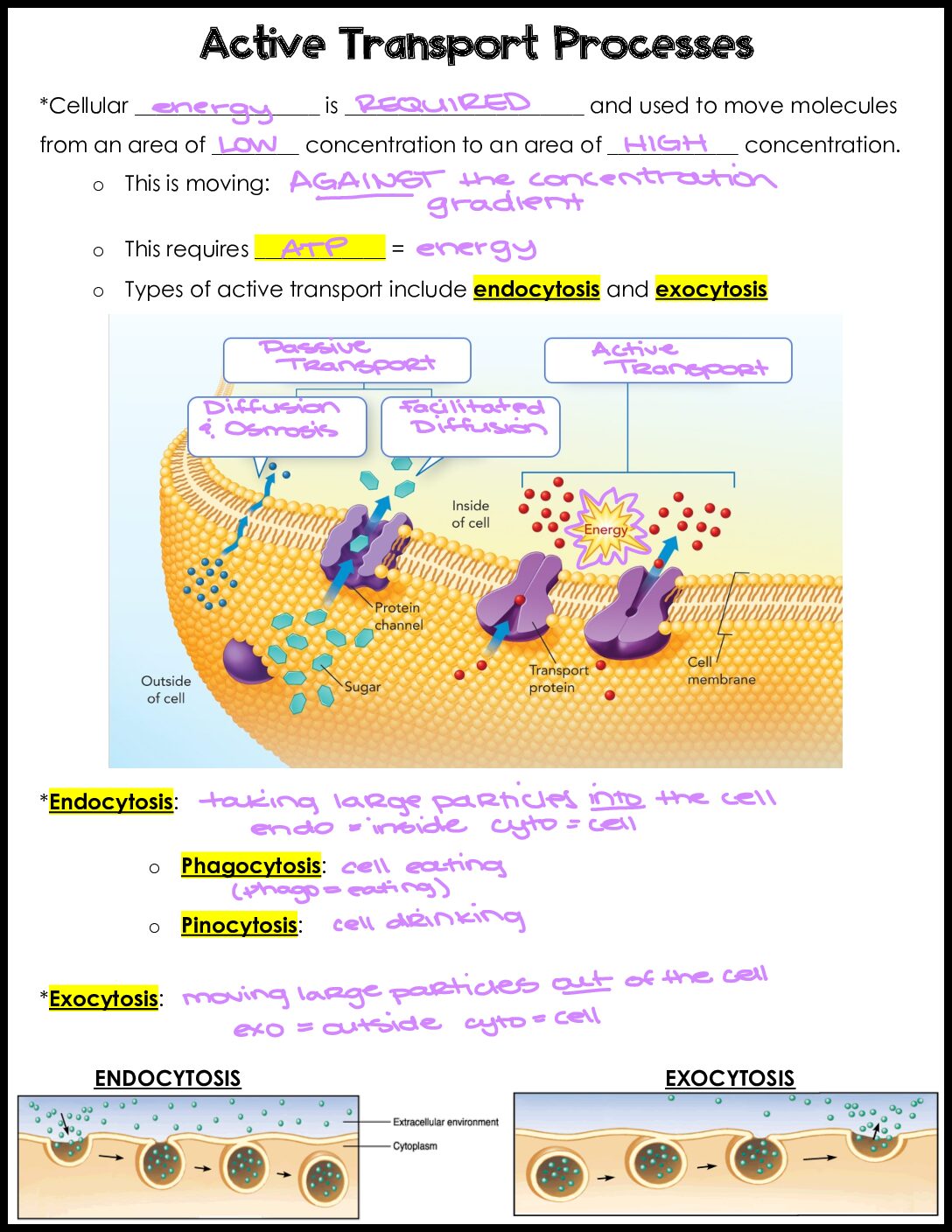 Active Transport Notes Key