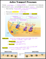 Active Transport Notes Key