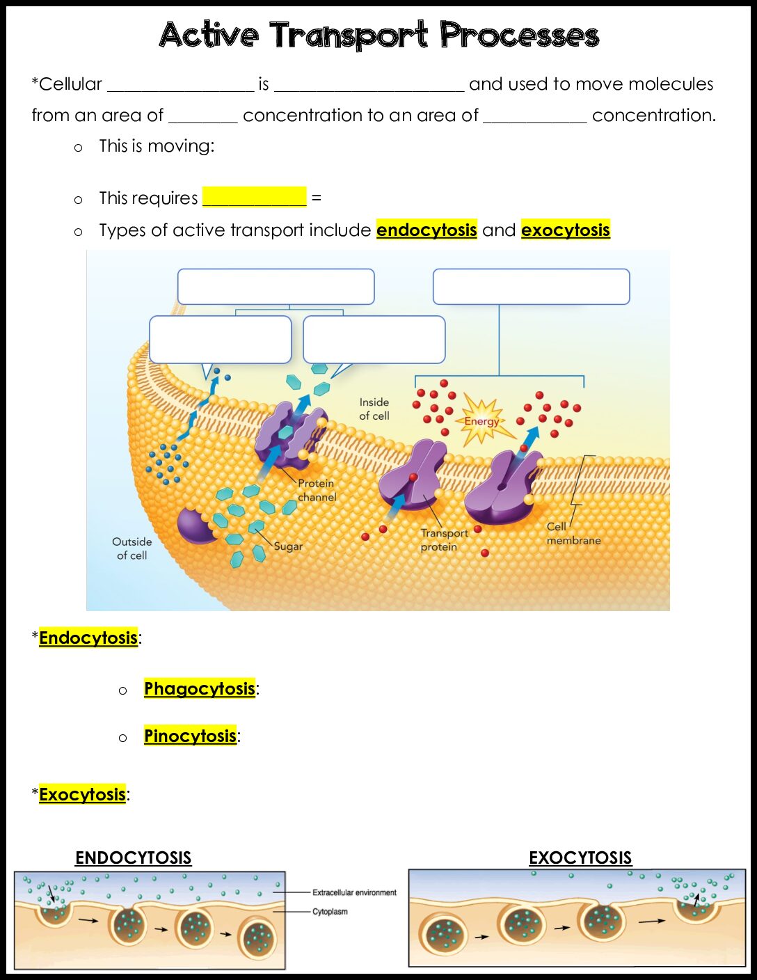 Active Transport Notes