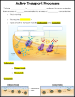 Active Transport Notes