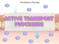 Active Transport Processes