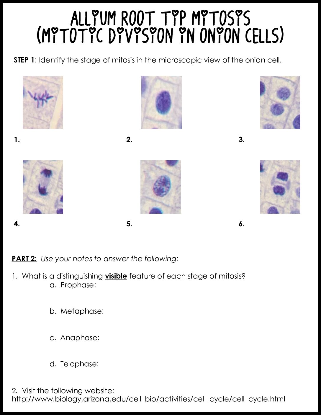 Allium Root Tip Mitosis Lab