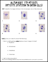 Allium Root Tip Mitosis Lab