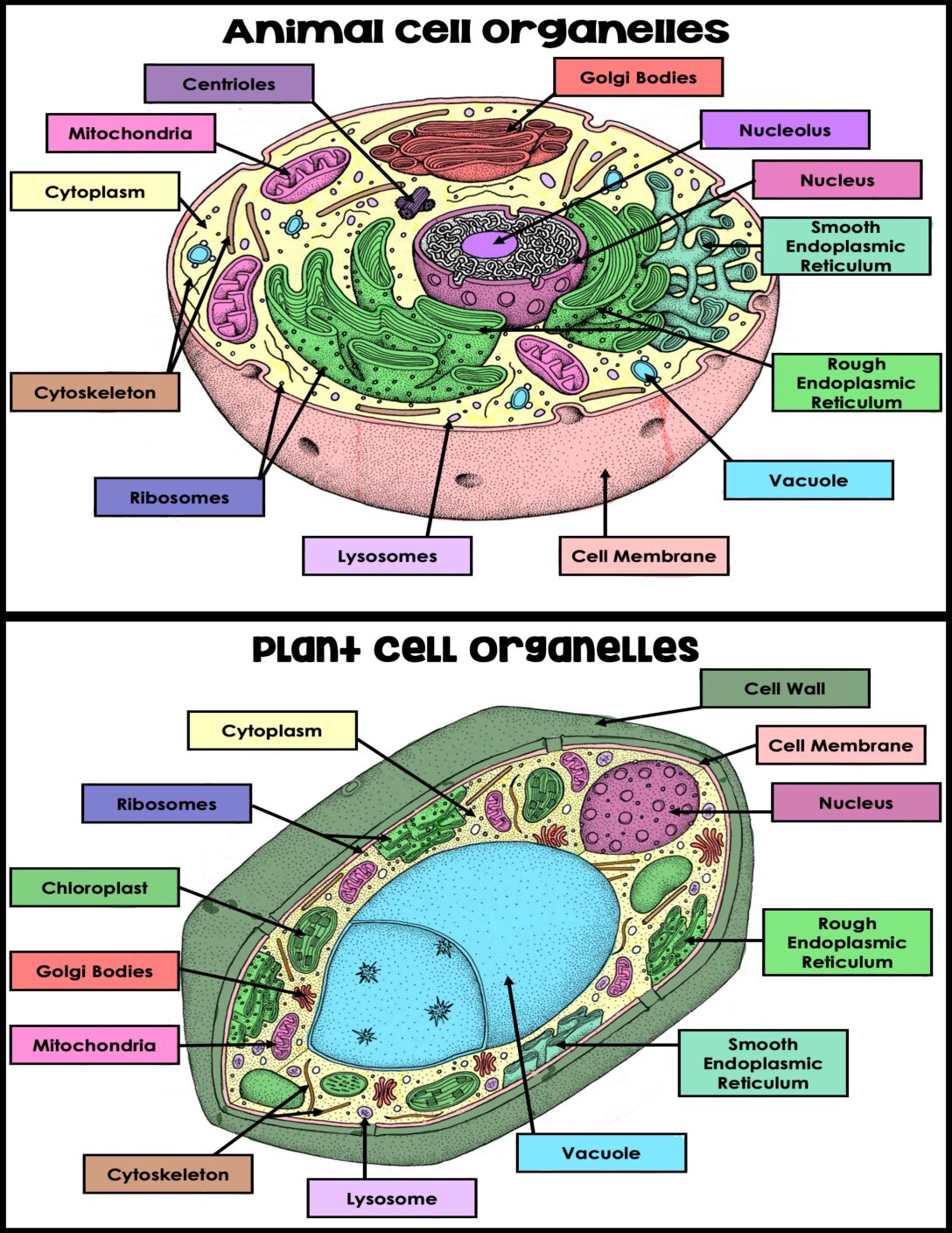 Animal And Plant Cell Color Code