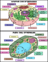 Animal And Plant Cell Color Code