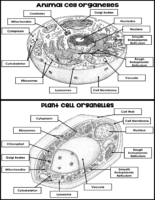 Animal And Plant Cell Coloring