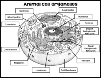 Animal Cell Coloring