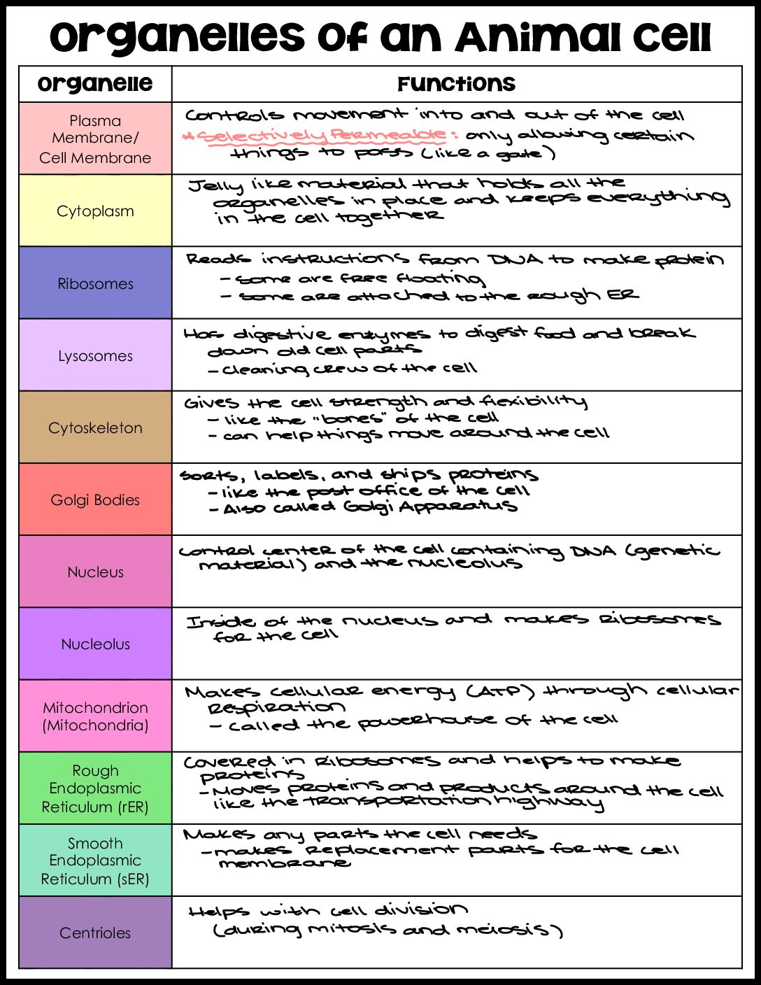 Animal Cell Organelles Key