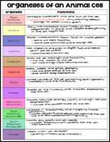 Animal Cell Organelles Key