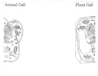 Animal.Plant Cell Foldable