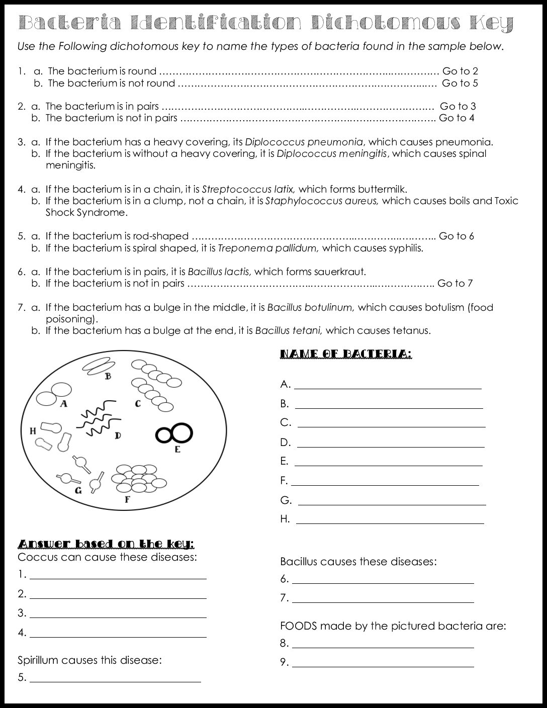 Bacteria Identification Dichotomous Key