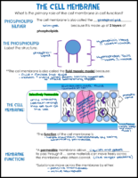 Cell Membrane Notes Key