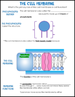 Cell Membrane Notes