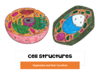 Cell Structures And Function