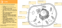 Cellfie Share Introduction Activity