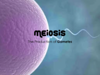 Cellular Division Meiosis