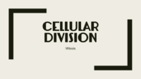 Cellular Division Mitosis