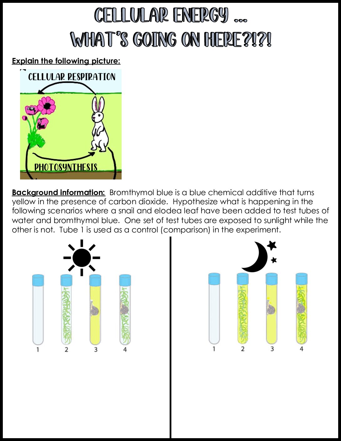 Cellular Energy Interdependence
