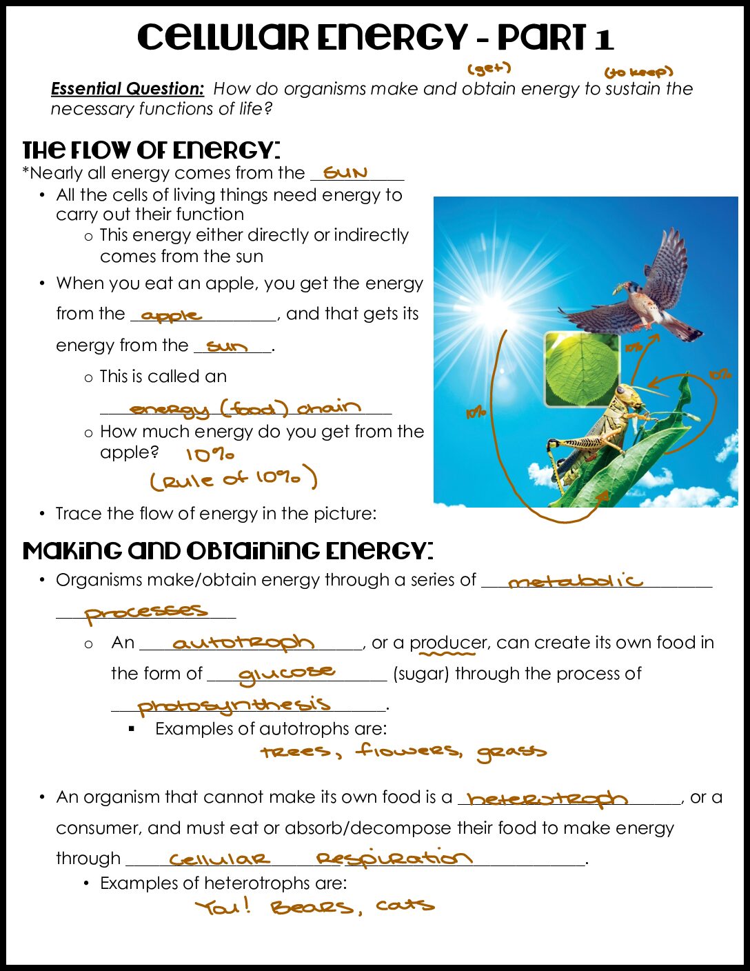 Cellular Energy Notes Key