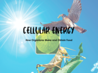 Cellular Energy