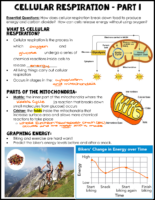 Cellular Respiration Notes Key