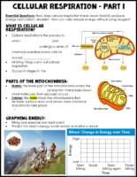 Cellular Respiration Notes