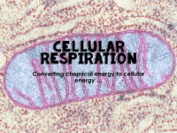 Cellular Respiration