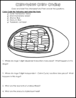 Chloroplast Color Coding