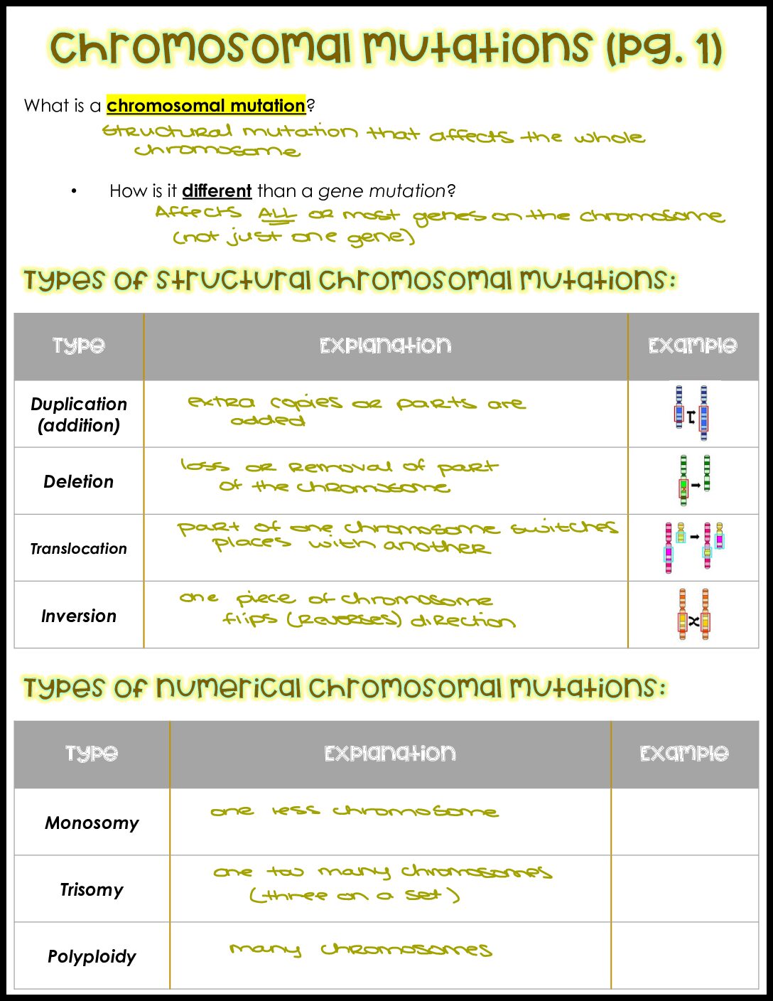 Chromosomal Mutations Notes Key