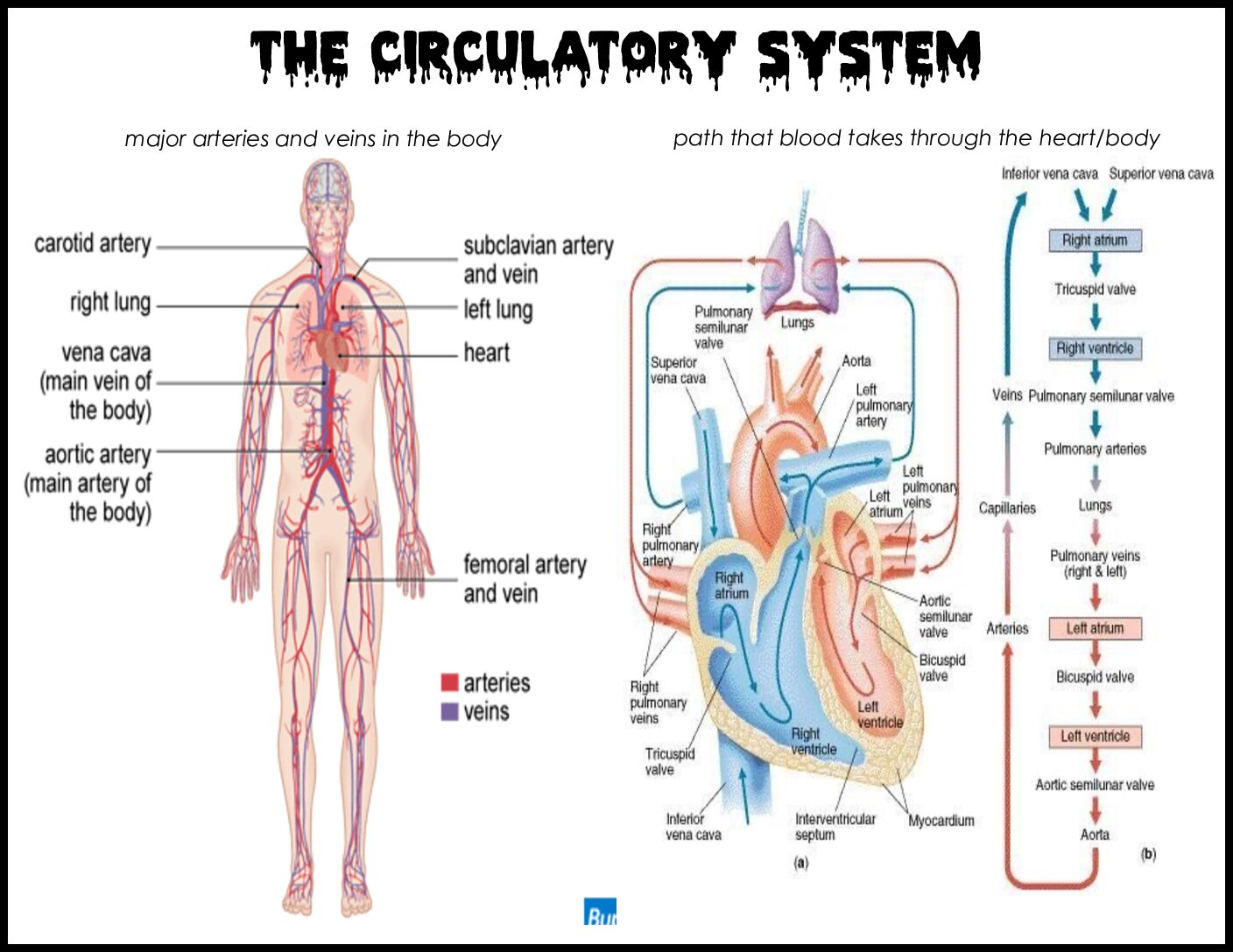 Circulatory System Diagrams