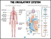 Circulatory System Diagrams