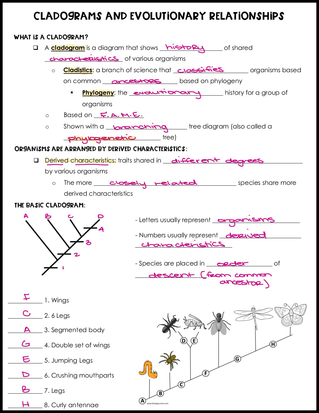Cladograms Notes Key