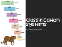 Classifying Organisms