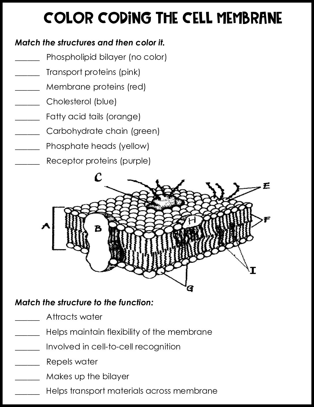 Color Coding The Cell Membrane