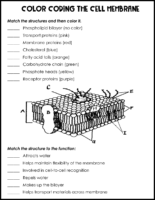 Color Coding The Cell Membrane