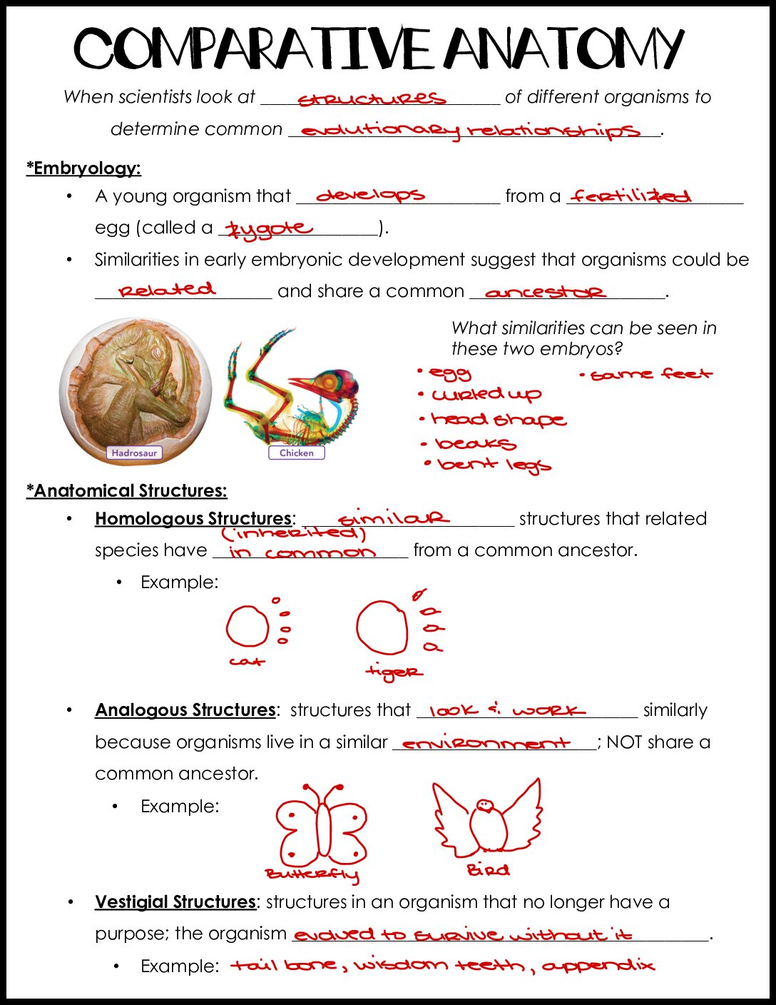 Comparative Anatomy Notes Key