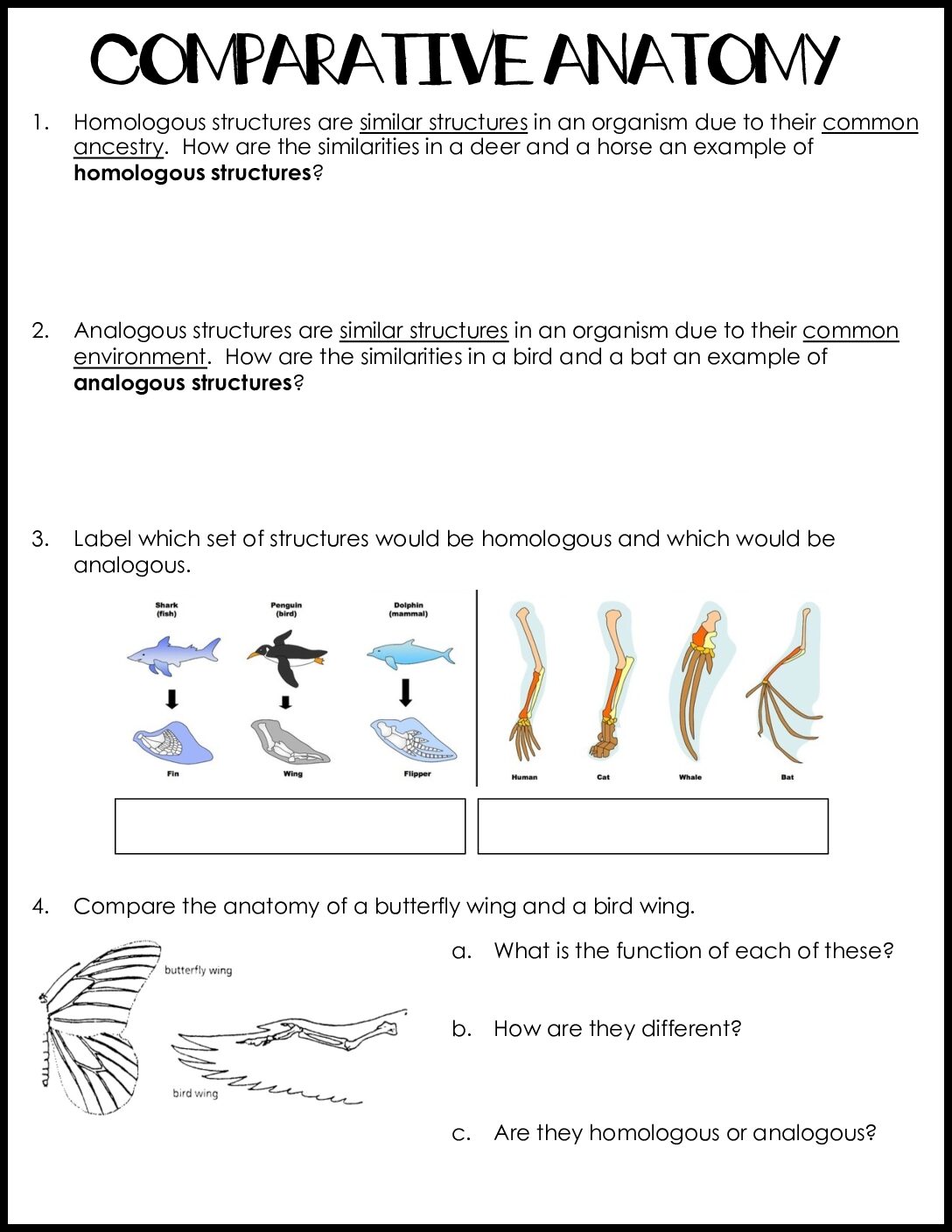 Comparative Anatomy Worksheet
