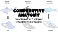 Comparative Anatomy