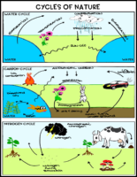 Cycles Of Nature Labeling Key