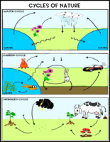 Cycles Of Nature Labeling