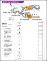 DNA Replication Modeling Activity