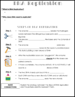 DNA Replication Notes