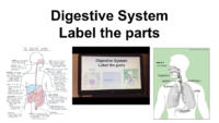 Digestive Diagram Fill İn The Blank With Answers