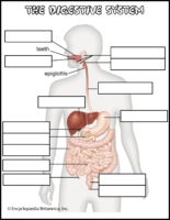 Digestive System Labeling