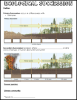 Ecological Succession Notes