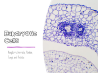 Eukaryotic Cells