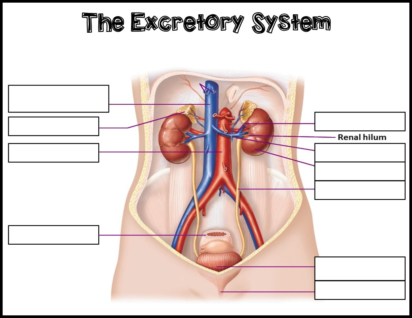 Excretory System Labeling