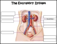 Excretory System Labeling